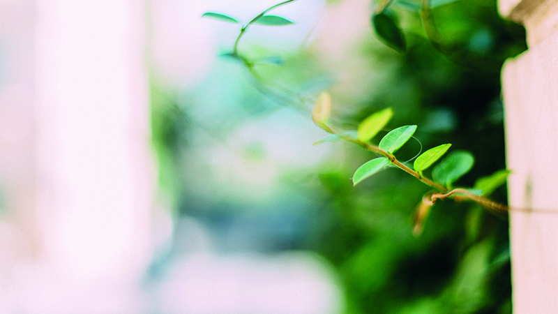 Hur klimatkompensering fungerar i praktiken