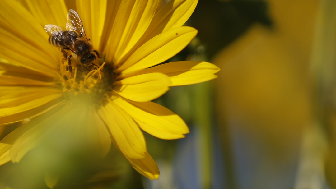 Etablering av det nya förpackningsmaterialet Silphie-papper